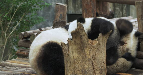 成都熊猫基地可爱大熊猫幼崽玩耍嬉戏打闹