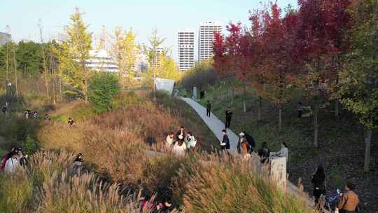 宣传片 人文 秋天 落叶 雁南公园