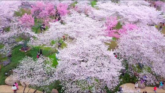 航拍武汉东湖樱花园春天樱花盛开