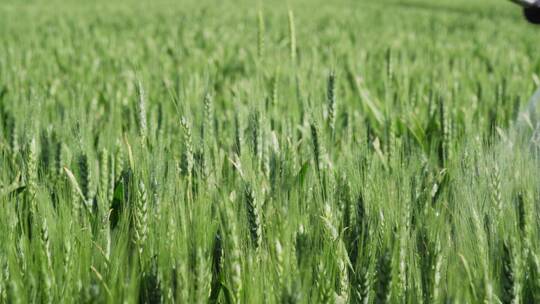 小麦灌浆期叶面喷肥