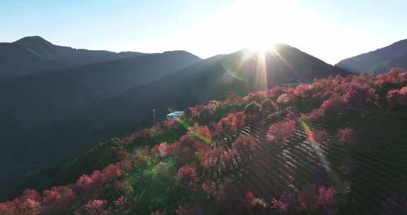 冬日大理无量山樱花谷日落茶园