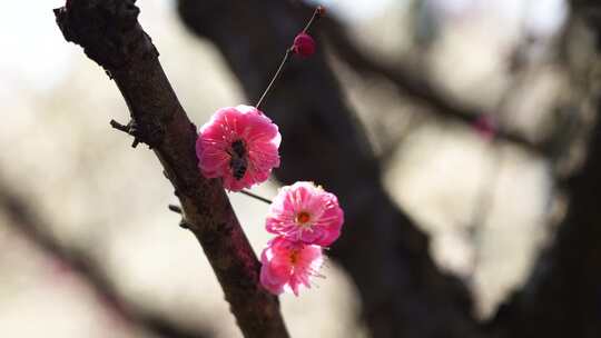 春天蜜蜂在梅花花朵上授粉采蜜