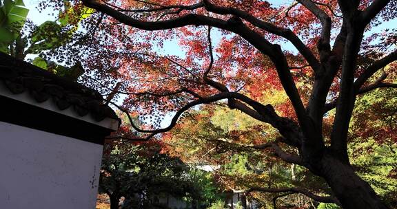 秋天江南园林古风建筑和色彩鲜艳的枫叶