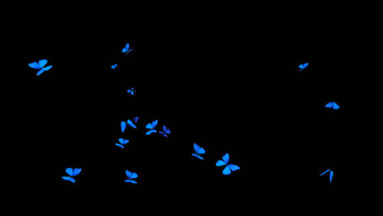 蝴蝶透明通道