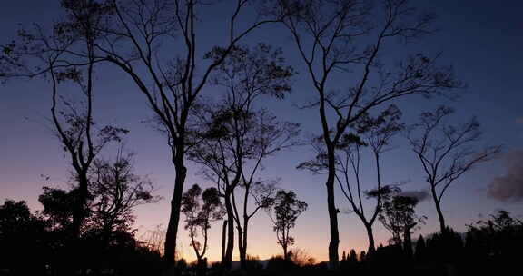 黄昏天空下的树木