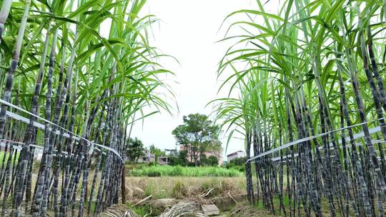 甘蔗种植基地