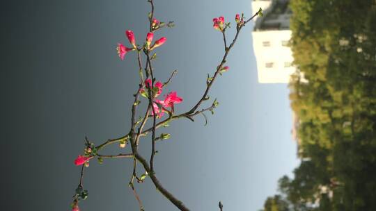 春天海棠花树