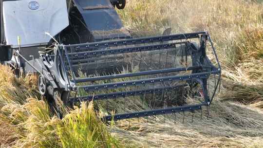 农村田野收割小麦收割机运输