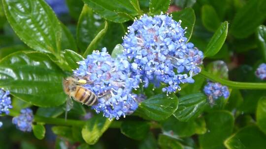蜜蜂给花朵授粉