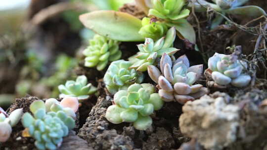 植物 绿色 盆栽 养殖