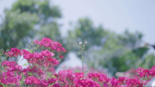 美女浇花 浇花空镜头 浇水 花园 渍水