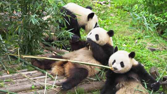 三只大熊猫在一起吃竹子