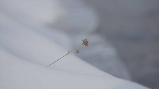 水流经过冰雪岸边枯萎的植物4k50帧灰片