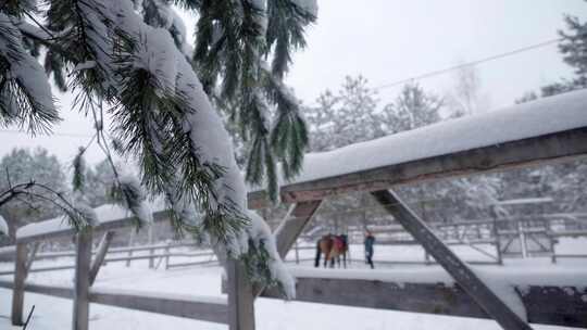 在白雪覆盖的森林里站在马旁边的人