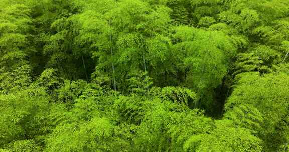 青山竹海竹山竹林竹子