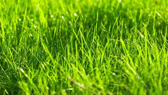 阳光和风中草地草坪清新的唯美空镜