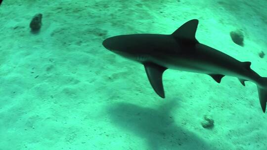 在水下游泳的鲨鱼视频素材模板下载