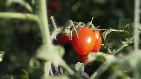 小番茄小西红柿圣女果高清实拍
