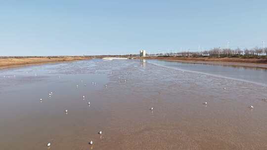 东营黄河口生态湿地黑翅鸥