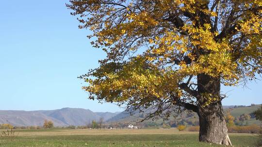 秋天草原上的一棵树