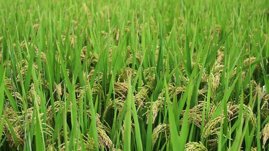 稻田里被风吹动的水稻