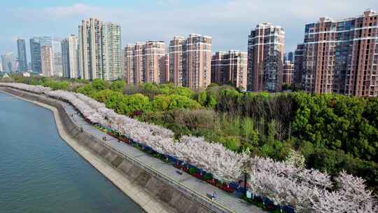 杭州滨江樱花跑道视频素材模板下载