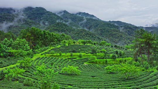 雨后的茶山