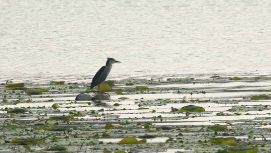 旅游景区航拍南京玄武湖浮漂上的水鸟夜鹭慢