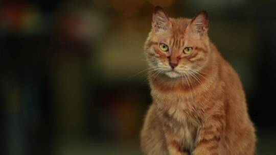 高清拍摄慵懒的猫视频素材模板下载