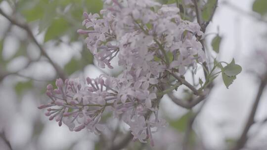 丁香花微距LOG