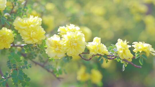 春天的小黄花