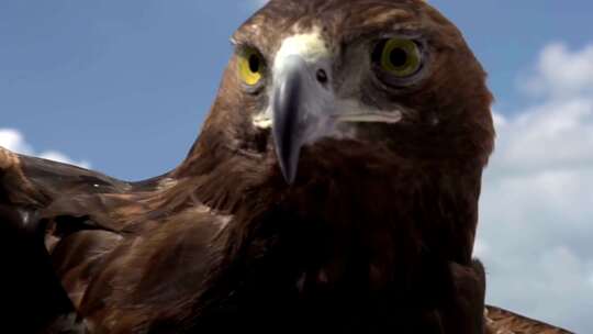 老鹰特写、特写老鹰的眼睛视频素材模板下载