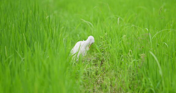 夏天绿色稻田里清理毛发的白鹭