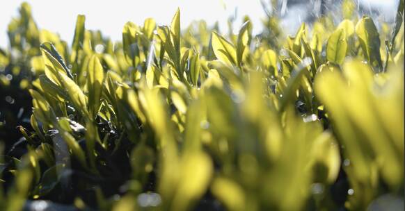 雨过天晴的茶山茶叶