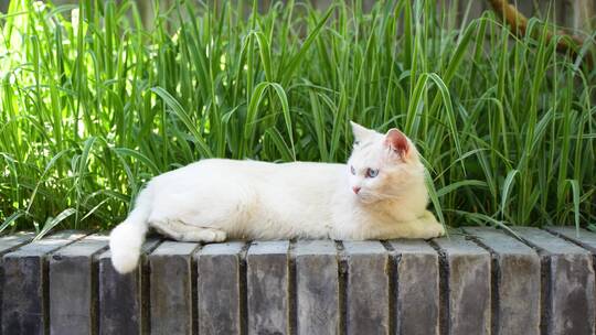 白猫在台阶上休息梳理毛发