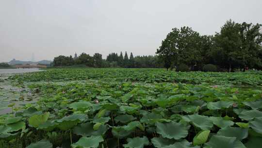 航拍夏日风光荷花荷叶植物镇江白娘子公园