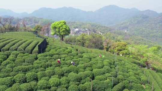 杭州翁家山春天茶园风景航拍