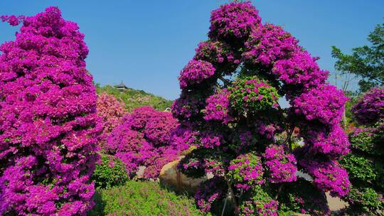 南宁青秀山三角梅花园叶子花