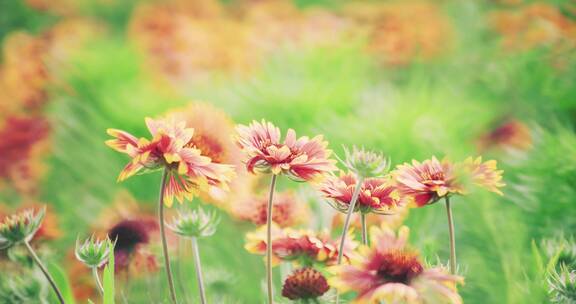 8k实拍草地上的花卉唯美空镜系列