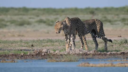 两只猎豹围着一个水坑视频素材模板下载