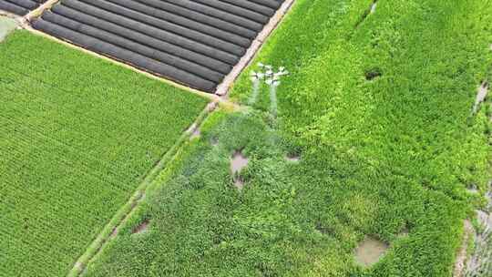 植保无人机撒农药植保农业科技