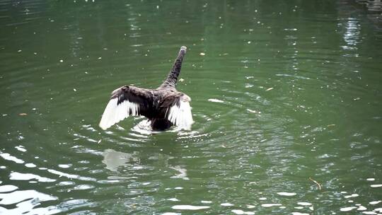 黑天鹅在水中游动煽动翅膀视频素材模板下载