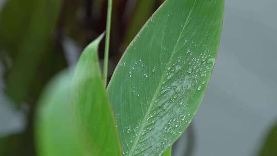 花朵升格雨中特写