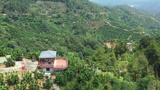 金柚丰收密柚种植基地