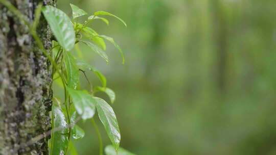 海南五指山雨天植物特写慢镜头1