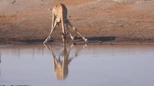 长颈鹿在河边喝水视频素材模板下载