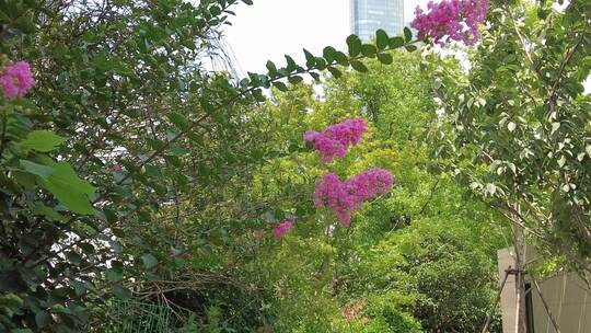 城市公园鲜花种植植物实拍