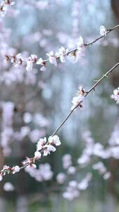 升格实拍北京春天公园里绽放的山桃花竖屏