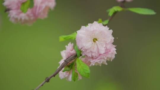 唯美樱花