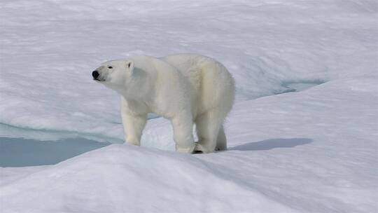 北极熊在海冰上行走的特写